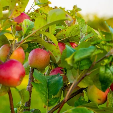 Debowa Osada Parco vacanze Bobolin