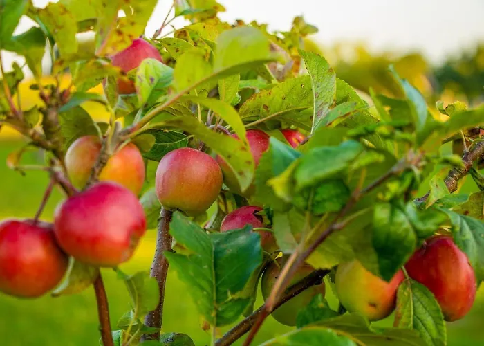 Debowa Osada Parque de vacaciones Bobolin
